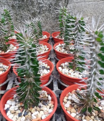 Alluaudia montagnacii 15 Pieces Seeds