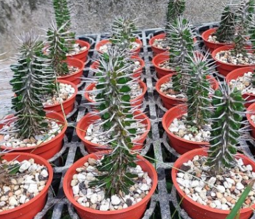 Alluaudia montagnacii 15 Pieces Seeds