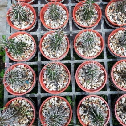 Alluaudia montagnacii 15 Pieces Seeds