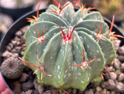 Stenocactus coptonogonus 10 Pieces Seeds