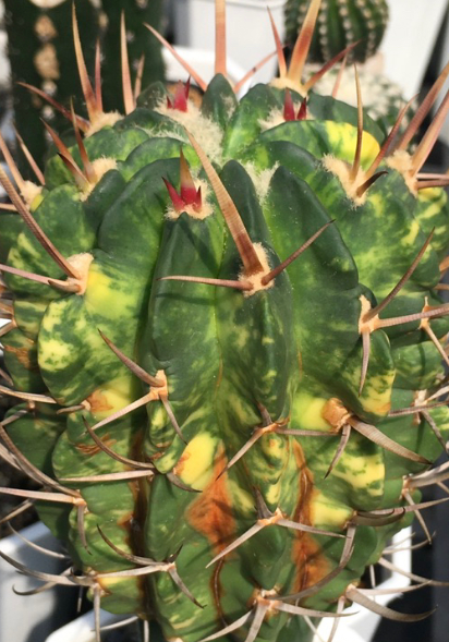 Stenocactus coptonogonus 10 Pieces Seeds