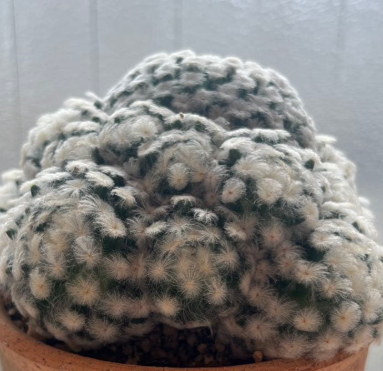 Mammillaria plumosa 15 Pieces Seeds