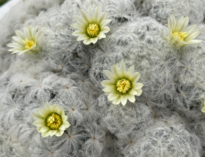 Mammillaria plumosa 15 Pieces Seeds