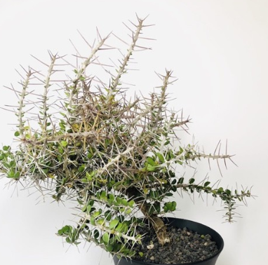 Alluaudia comosa 15 Pieces Seeds