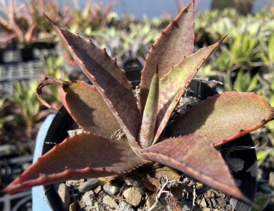 Mangave 'Catch a Wave' 10 Pieces Seeds