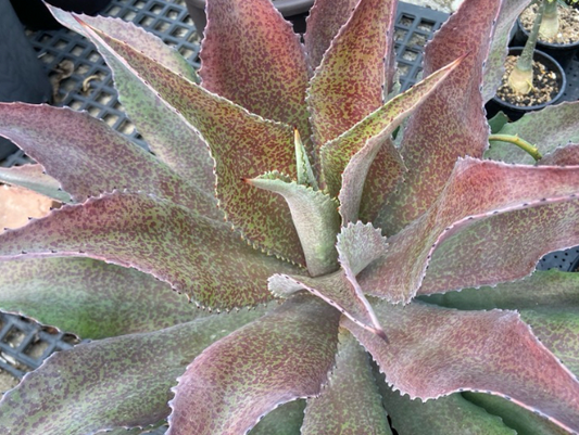 Mangave 'Catch a Wave' 10 Pieces Seeds