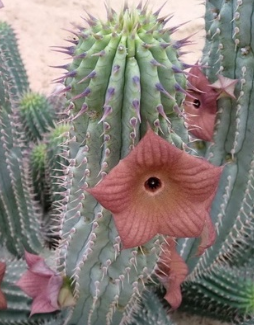 Hoodia parviflora 10 Pieces Seeds