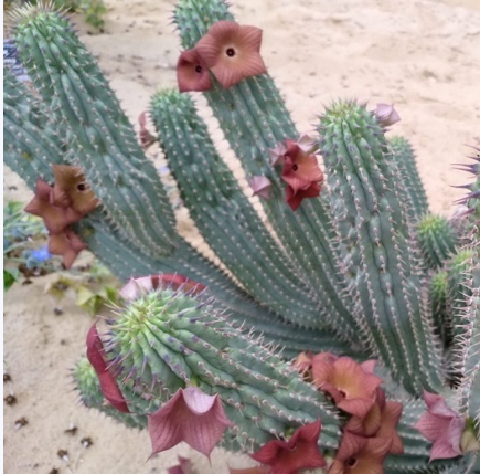 Hoodia parviflora 10 Pieces Seeds