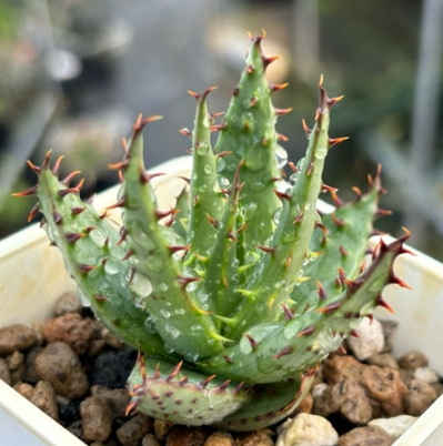 Aloe Broomii 20 Pieces Seeds
