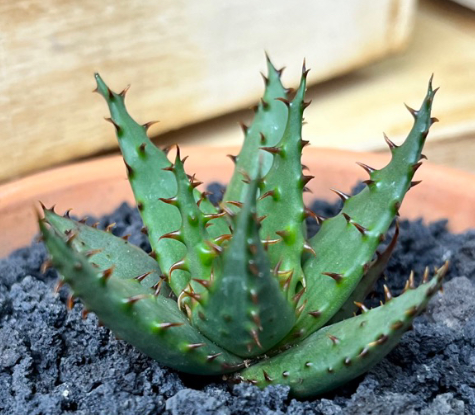 Aloe Broomii 20 Pieces Seeds
