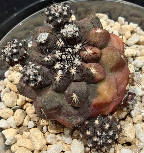 Copiapoa Duela Hybrid Variegated 15 Pieces Seeds