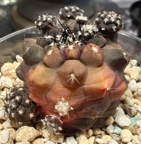 Copiapoa Duela Hybrid Variegated 15 Pieces Seeds