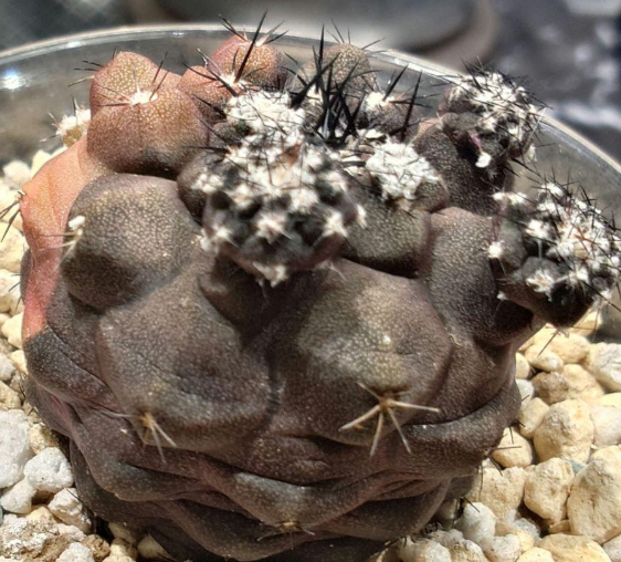 Copiapoa Duela Hybrid Variegated 15 Pieces Seeds