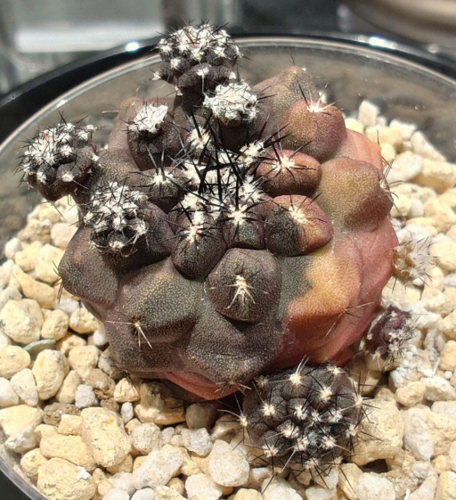 Copiapoa Duela Hybrid Variegated 15 Pieces Seeds