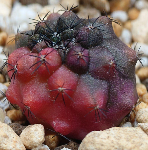 Copiapoa: Kuro-ou-maru (Black King) x Doura-maru 15 Pieces Seeds
