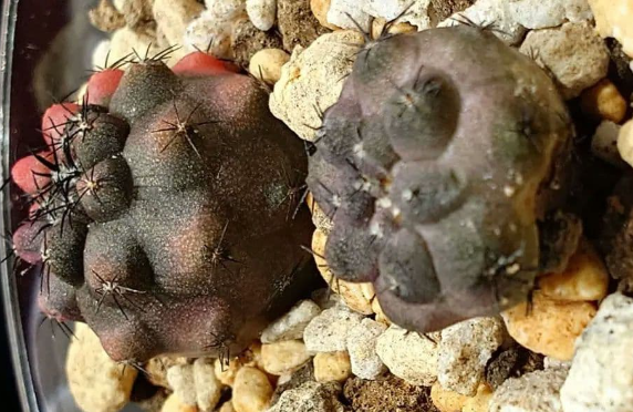 Copiapoa: Kuro-ou-maru (Black King) x Doura-maru 15 Pieces Seeds