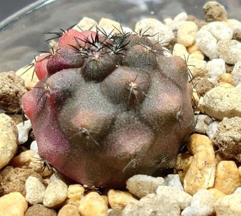 Copiapoa: Kuro-ou-maru (Black King) x Doura-maru 15 Pieces Seeds