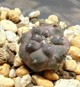 Copiapoa: Kuro-ou-maru (Black King) x Doura-maru 15 Pieces Seeds