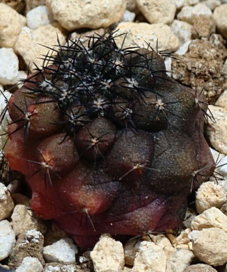 Copiapoa: Kuro-ou-maru (Black King) x Doura-maru 15 Pieces Seeds