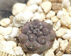 Copiapoa: Kuro-ou-maru (Black King) x Doura-maru 15 Pieces Seeds