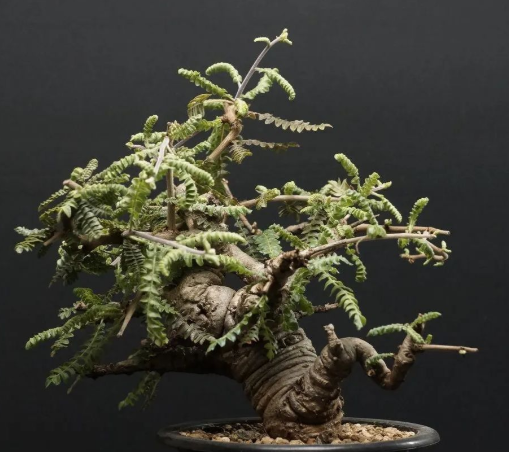 Boswellia neglecta 10 Pieces Seeds