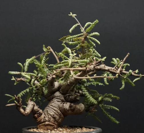 Boswellia neglecta 10 Pieces Seeds