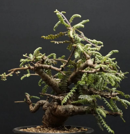 Boswellia neglecta 10 Pieces Seeds