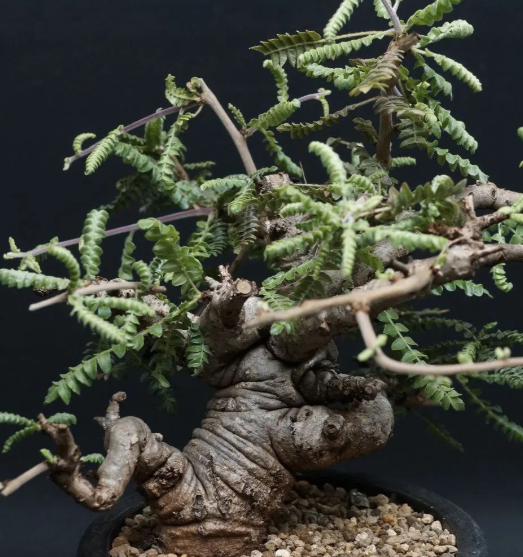 Boswellia neglecta 10 Pieces Seeds