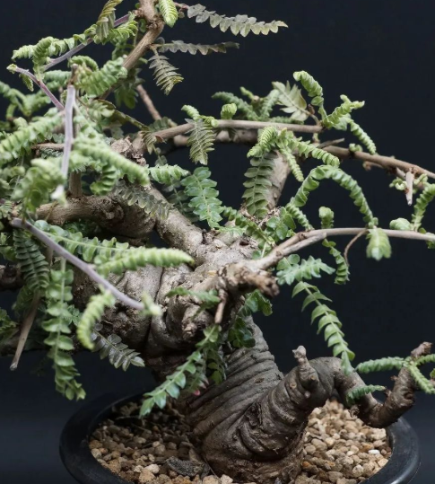 Boswellia neglecta 10 Pieces Seeds