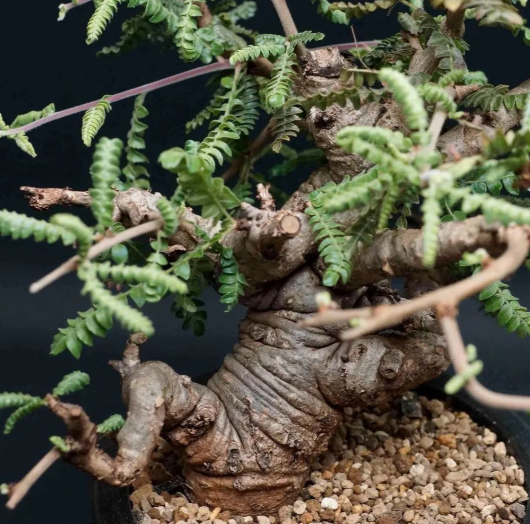 Boswellia neglecta 10 Pieces Seeds