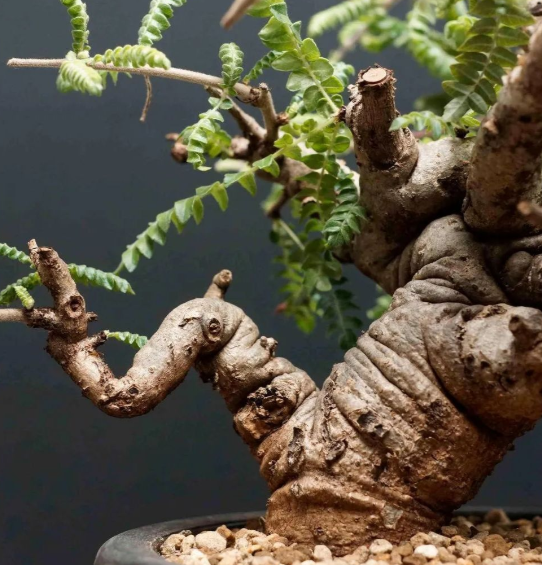 Boswellia neglecta 10 Pieces Seeds