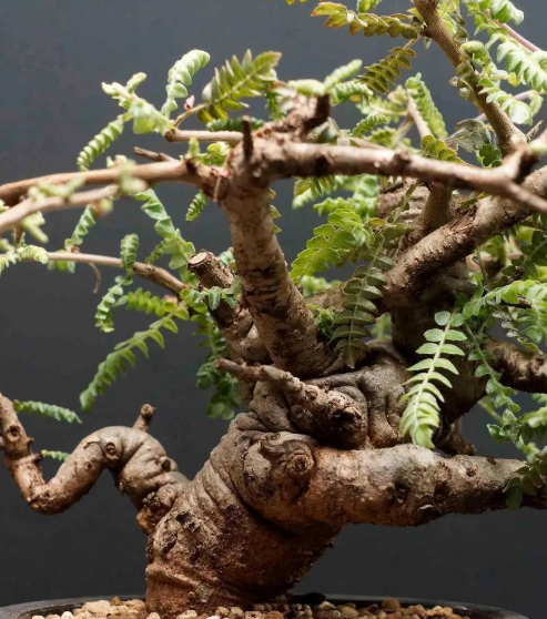 Boswellia neglecta 10 Pieces Seeds