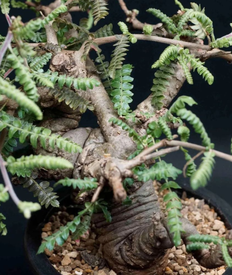 Boswellia neglecta 10 Pieces Seeds