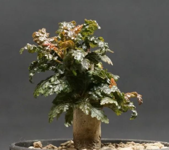 Boswellia nana 6 Pieces Seeds