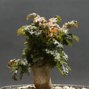 Boswellia nana 6 Pieces Seeds