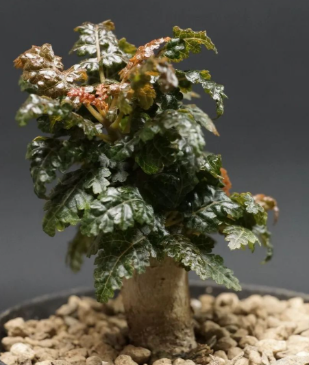 Boswellia nana 6 Pieces Seeds