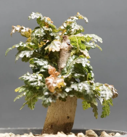 Boswellia nana 6 Pieces Seeds