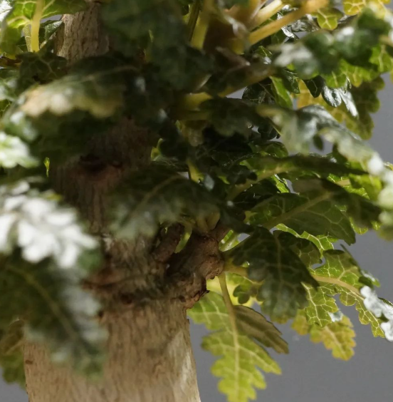 Boswellia nana 6 Pieces Seeds