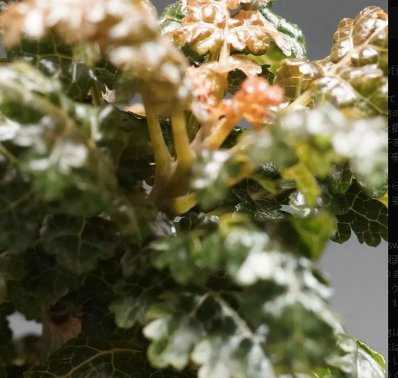 Boswellia nana 6 Pieces Seeds