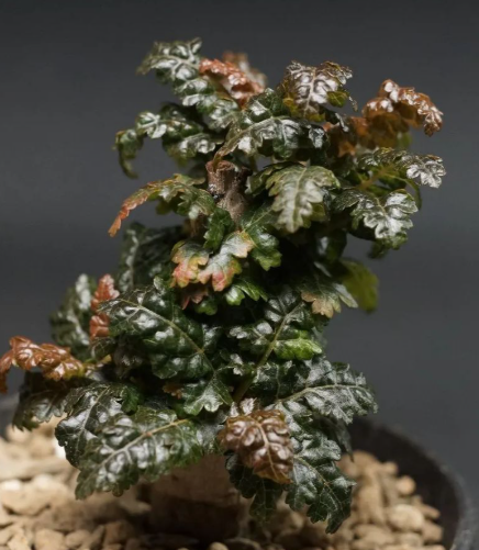 Boswellia nana 6 Pieces Seeds