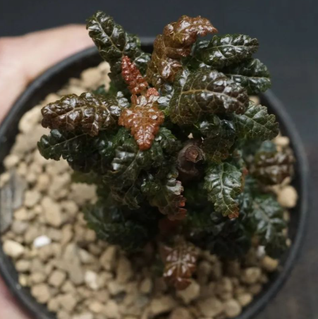 Boswellia nana 6 Pieces Seeds