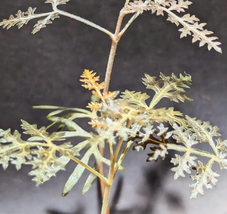 Boswellia asplenifolia 5 Pieces Seeds