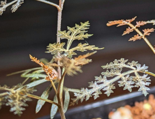 Boswellia asplenifolia 5 Pieces Seeds