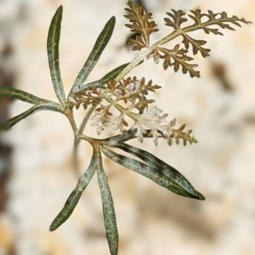 Boswellia asplenifolia 5 Pieces Seeds