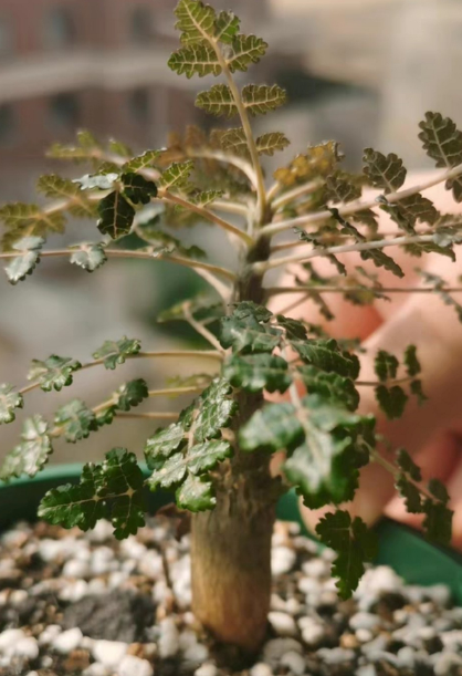 Boswellia dioscoridis 10 Pieces Seeds