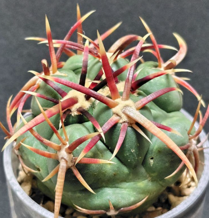 Thelocactus heterochromus 10 pieces Seeds