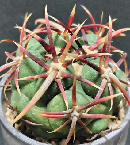 Thelocactus heterochromus 10 pieces Seeds