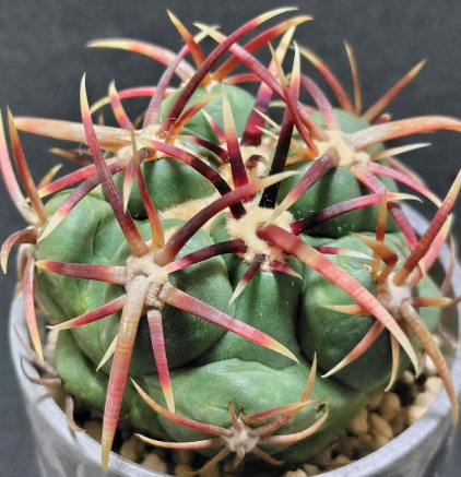 Thelocactus heterochromus 10 pieces Seeds