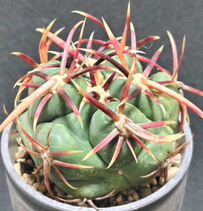 Thelocactus heterochromus 10 pieces Seeds