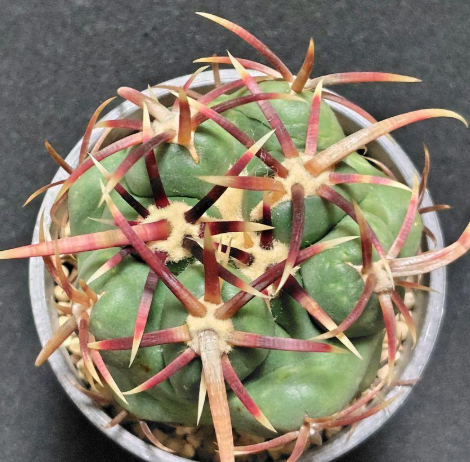 Thelocactus heterochromus 10 pieces Seeds